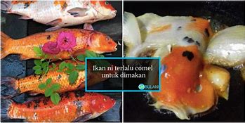 Apakah Ikan Koi Mati Bisa Dimakan